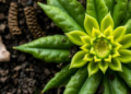 How Buried Layers Decide When Plants Close Their Stomata