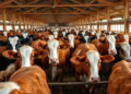 AI Watches the Herd: Vision System Tracks Every Cow in a Crowded Barn