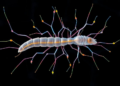Worm Study Reveals How Hox Genes Steer Migrating Neurons Through a Web of Guidance Signals
