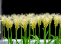 Scientists Crack Tissue Culture Barrier for Taiwan's Orphan Millet, Paving Way for Crop Domestication