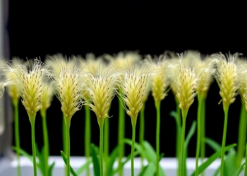 Scientists Crack Tissue Culture Barrier for Taiwan's Orphan Millet, Paving Way for Crop Domestication