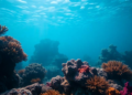 Habitat, Not Hidden Genes, Drives Coral Chemistry Under Heat Stress