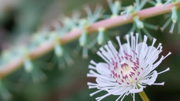 Plant Flavonoids Emerge as Multi-Target Weapon Against Drug-Resistant Tuberculosis