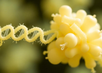 Engineered Bacterial Promoters Supercharge Gene Expression in Lactococcus cremoris