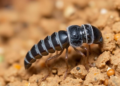 Desert Gall Mystery Solved: New Insect Discovery Reveals Hidden Parasitoid Wars in Xinjiang