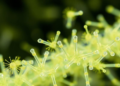 Engineered Bacteria Churn Out Record Yields of Sustainable Isobutylamine