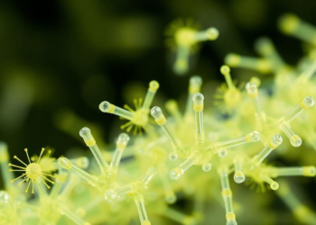 Engineered Bacteria Churn Out Record Yields of Sustainable Isobutylamine