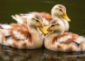 When Ducks Stop Laying, Their Livers Pay a Metabolic Price, Study Finds