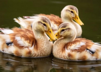 When Ducks Stop Laying, Their Livers Pay a Metabolic Price, Study Finds