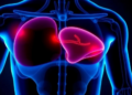 Statin-Triggered Liver Aging May Quiet IGF-1 Signals and Shrink Muscle, Study Finds