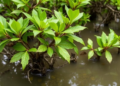 Mangroves Keep Toxic Metals Locked in the Mud, Not in Their Leaves
