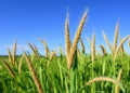 Giant Grass Genome Study Pinpoints Genes Behind Cold Survival in Miscanthus