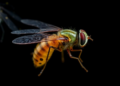 Bacterial Uracil in the Larval Gut Primes Adult Flies to Taste Microbial Danger