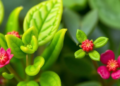 Same Species, Different Chemistry: Scientists Redefine What a Plant Chemotype Really Is