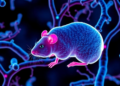 Rare Sugar D-Allulose Eases Fatty Liver Damage in Diabetic Mice by Reshaping Gut Microbes and Tryptophan Signaling