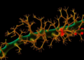 Fungal enzyme RTT109 proves essential for inheriting silenced chromatin