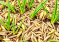 Hidden Microbe Ally Helps Rice Pest Overcome Crop Resistance