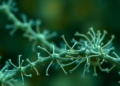 Two-phase swarm algorithm trims medical feature sets without losing accuracy