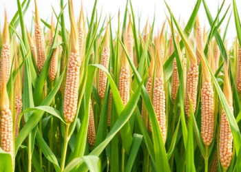 Organic Fertilizer Plus Foliar Biostimulant Lifts Saline-Soil Maize Yields by Up to 30%