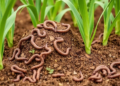 Worm-Compost and Bacteria Team Up to Cut Maize Fertilizer Use by a Quarter