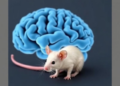 How Chronic Stress Feeds Liver Cancer: A Brain-Liver Loop Revealed in Mice
