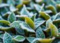 AI Reads Tea Leaves' Light Signatures to Measure Frost Damage