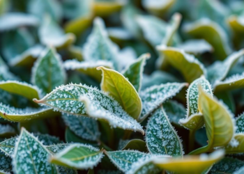 AI Reads Tea Leaves' Light Signatures to Measure Frost Damage
