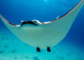 Manta rays inspire a smarter algorithm for cleaner, cheaper power grids