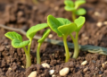Castor Bean Seedlings Fight Salt by Shielding Their Photosynthetic Cotyledons