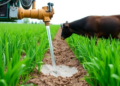 Injecting Manure Cuts Ammonia but Sends More Nitrate Into Groundwater