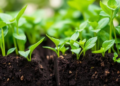 Plants vs. Lead: Massive Review Reveals What Really Works to Clean Toxic Soils