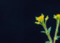Cudweed Chemistry Decoded: Growth Stage and Farming Method Steer Antioxidant Power