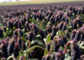 Moderate Phosphorus Plus Foliar Zinc Spray Boosts Blackgram Yield and Seed Nutrition on Zinc-Poor Soil