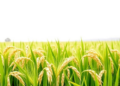 Ancient Rice Landraces Outshine Modern Varieties in Grain Quality Trial