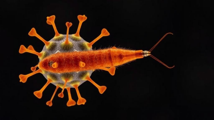 Parasitic Worm Infection Blunts T Cell Responses to SARS-CoV-2, Gabon Study Finds