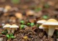 Fungi from Abandoned Phosphate Mines Unlock Soil Phosphorus and Boost Crop Yields