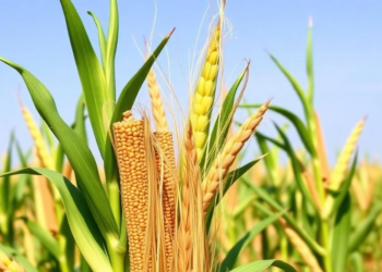 Simple Yield Charts Triple Kenyan Farmers' Demand for Top Maize Hybrids