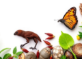 Journal Opens Special Issue on Evolutionary Mechanisms Shaping Biodiversity
