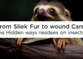 From Sloth Fur to Wound Care: The Hidden Ways Vertebrates Depend on Insects
