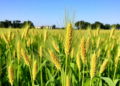 Millets Get a Genomic Makeover: From Orphan Crops to Climate-Smart Supergrains