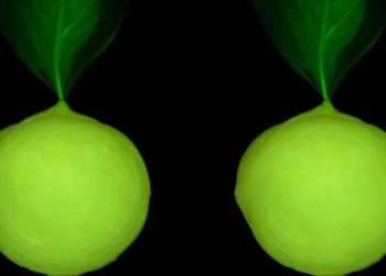 AI Turns Ordinary Photos Into Spectral Scans to Grade Cassava Starch Quality