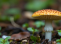 How a Plant-Killing Fungus Turns Deadly in Humans