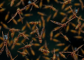 Shrinking Swarms, Smarter Search: New Study Ranks Population Reduction Strategies in Differential Evolution