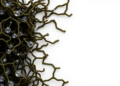 Seaweed extract reshapes zinc oxide nanoparticles, controlled study shows