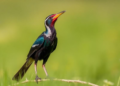 Two New Contenders for the World's Loudest Bird Emerge From Landmark Field Study