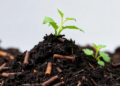 Biochar Meets Compost: Why the Hyped Soil Fix Isn't a Climate Silver Bullet