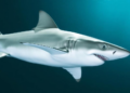 White Shark Algorithm Shows Promise for Classifying High-Dimensional Cancer Data