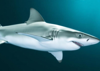 White Shark Algorithm Shows Promise for Classifying High-Dimensional Cancer Data