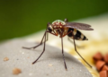 Model Shows Targeting Mosquito Larvae Could Avert Thousands of Malaria Cases in Nigeria
