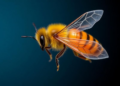 Engineered Honeybee Silk Films Show Promise as Biodegradable Smart Wound Dressings